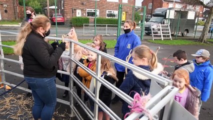 Pupils surprised as Santa's reindeer show up at their school