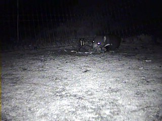 Dos demonios de Tasmania se pelean por la comida