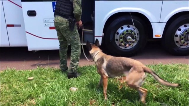 Bpfron realiza abordagens a ônibus na Av. Tancredo Neves