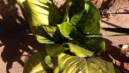 Plantas Toxicas - Comigo ninguem pode (Dieffenbachia seguine)