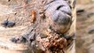 Trilha de cupins de cupins arborícolas, Termite trail of arboreal termites (Subordem Isoptera)