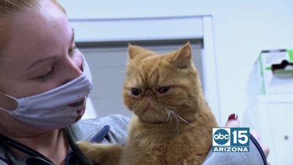 VCA Animal Referral & Emergency Center of Arizona gives us a look inside the surgery department