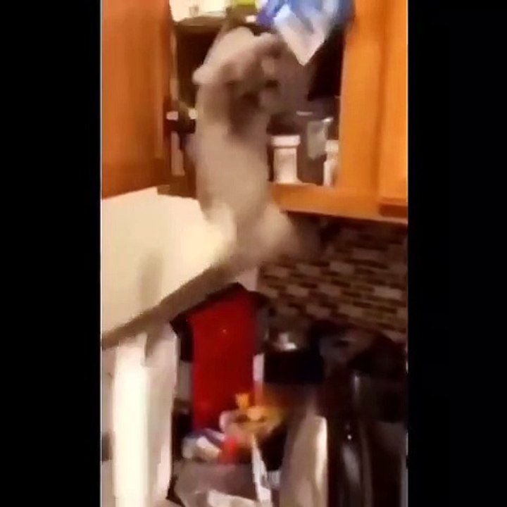 Funny Cats