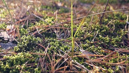 The Silence Of The World Calms Better Than A Million Words | nature & relax music