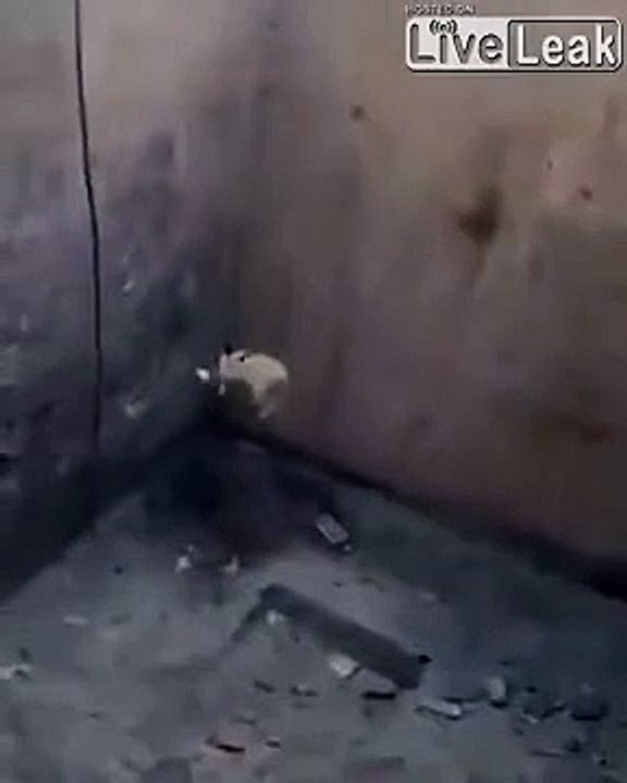 Il réussit à sauver un renard tombé dans un trou... Joli