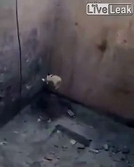 Il réussit à sauver un renard tombé dans un trou... Joli