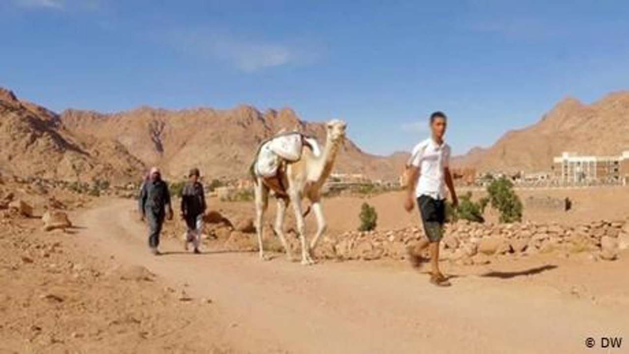 Bedouins in Egypt's Sinai return to small-scale...