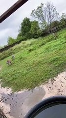 Kangaroo Jack Flexes for the Camera