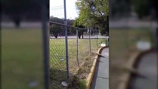 Denuncian osos enjaulados en el Parque Niños Héroes