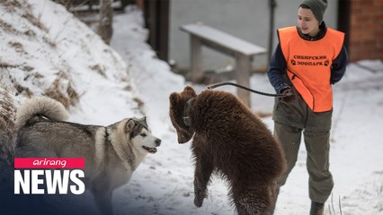 Unlikely friendship with Alaskan dog gets bear cub ready for life back in wild