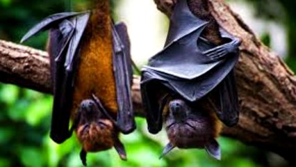 OTRO POSIBLE ORIGEN DEL COVID