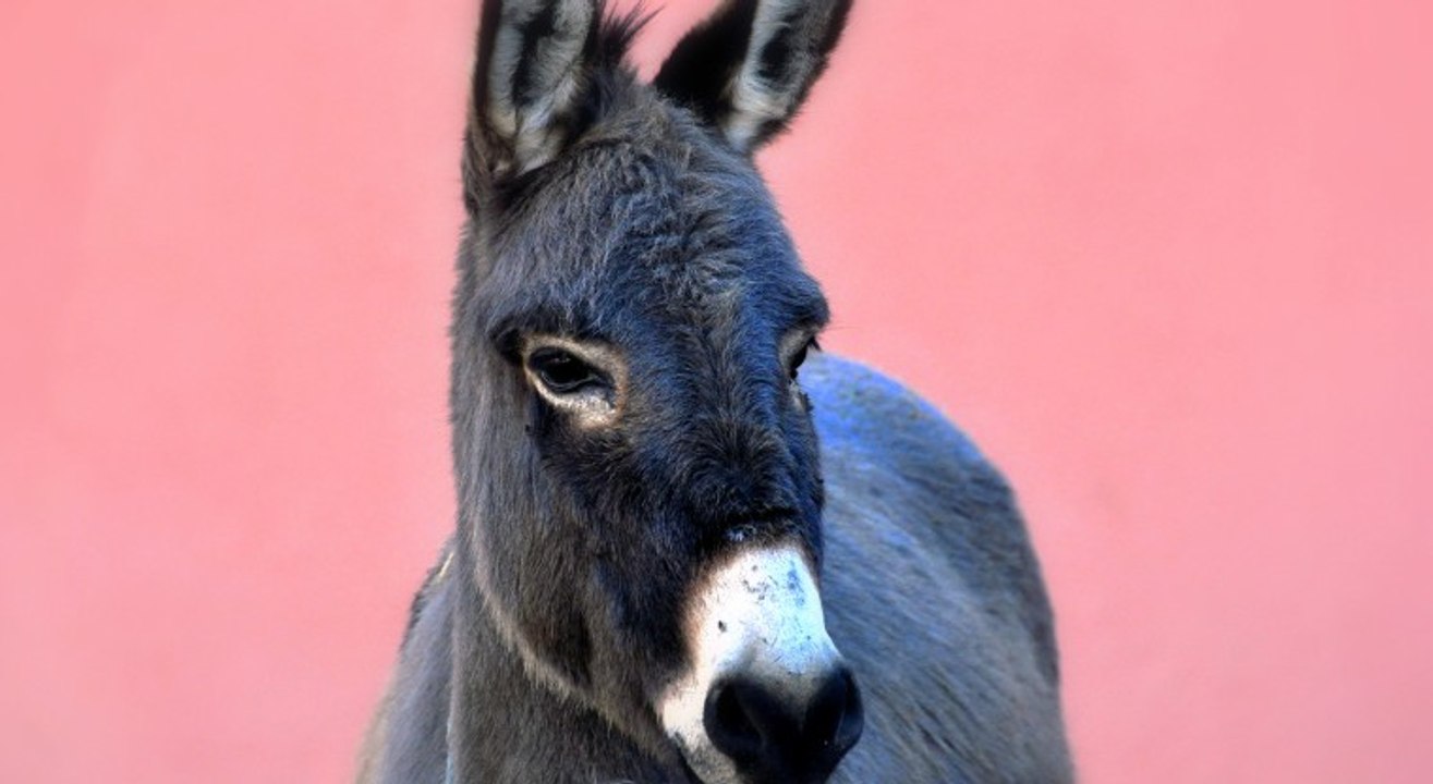 ¿Sabías el origen del famoso villancico "El Burrito Sabanero"?