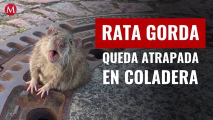 Por gorda, rata queda atrapada en alcantarilla; bomberos la rescatan