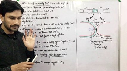 Heterocyst Cell-Structure & Function(Cyanobacteria/BGA)