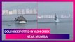 Dolphins Spotted In Vashi Creek Near Mumbai, Rare Sight Of The Mammals Is Going Viral!