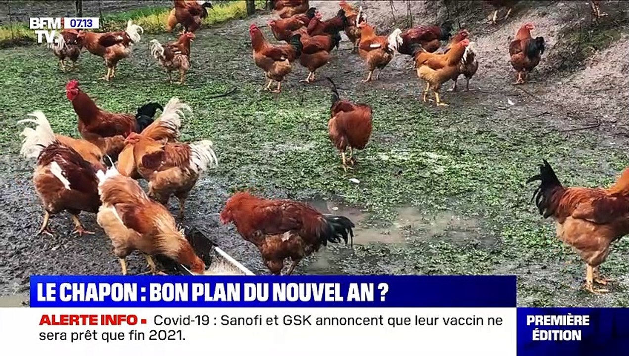 Le chapon: bon plan du Nouvel An ? - 11/12