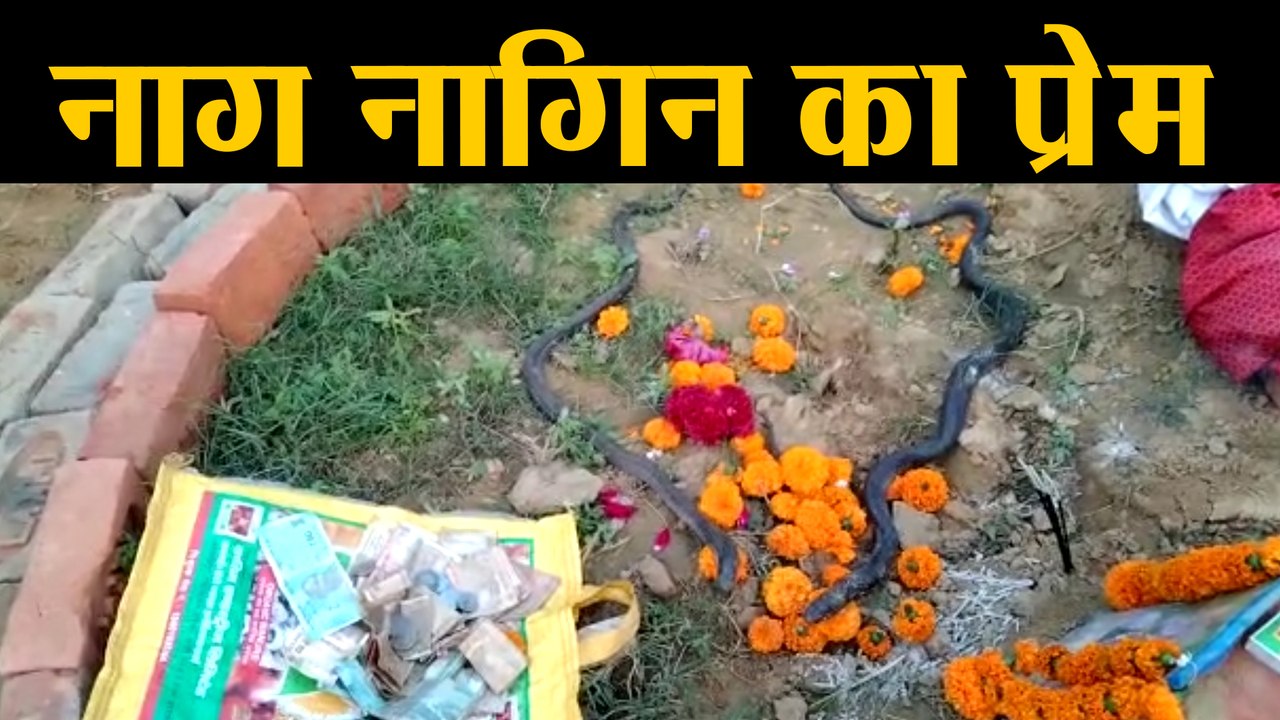 नाग के प्रेम में नागिन ने सिर पटक पटक कर प्राण...