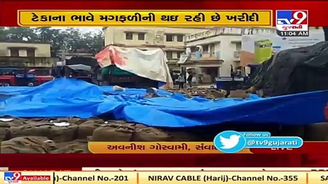 Unseasonal rain damages crops in Aravalli TV9News