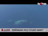 Ilmuwan Temukan Spesies Paus Baru di Perairan Meksiko