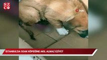 İstanbul’da sokak köpeğine akıl almaz eziyet