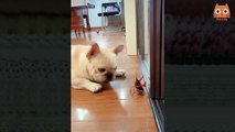 Videos divertidos de gatos y perros graciosos