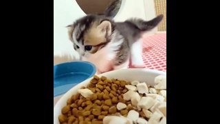 Cute Kittens Doing Funny Things Video Compilation - Cutest Animals