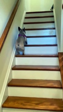 French Bulldog Hops of Stairs Like a Bunny