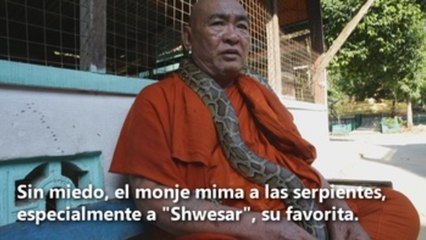 El monasterio birmano que sirve de refugio a decenas de serpientes