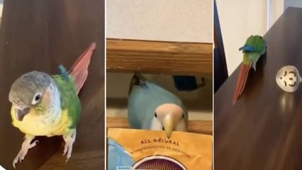 Watch Parrots Helping Owners ఇలాంటి చిలుక ని పెంచుకుంటే...!!