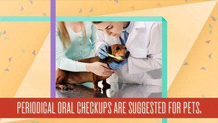 Complete Pet Dental Exam Services