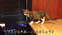 ねこに猫専用動画を見せてみた結果ｗ【キジ三毛のまる】-cute cat-