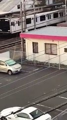 خنزير بري يهاجم رجلًا في منتصف الشارع