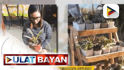 Plant parol, ibinida sa Negros Occidental