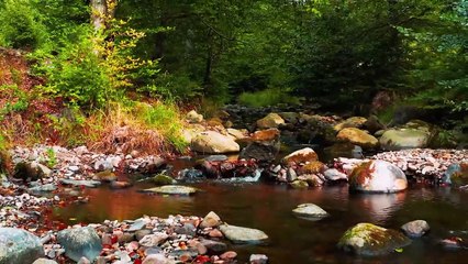 8K VIDEO ULTRA HD HDR - Nature is the art of God 60FPS