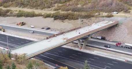États-Unis: ce pont aménagé pour les animaux est un véritable succès