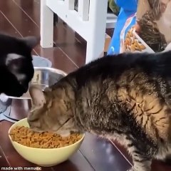 Funniest Animals  - Best Of The 2020 Funny Animal Videos  - Cutest Animals Ever