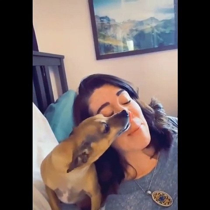 Funniest Animals  - Best Of The 2020 Funny Animal Videos  - Cutest Animals Ever