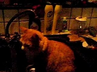 Poussy dans l'évier