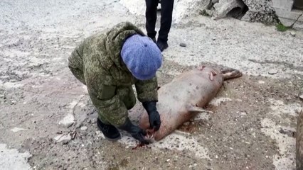 Эксперты пытаются раскрыть тайну гибели каспийских тюленей