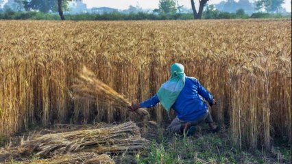 These Punjab youth convince people that Farming is hard