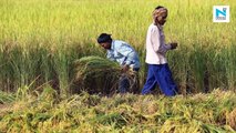 Modi govt wants every farmer's income to be as low as that of farmers in Bihar: Rahul Gandhi