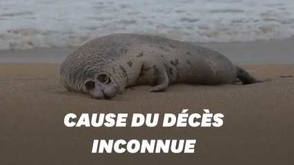 En Russie, près de 300 phoques retrouvés morts sur une plage