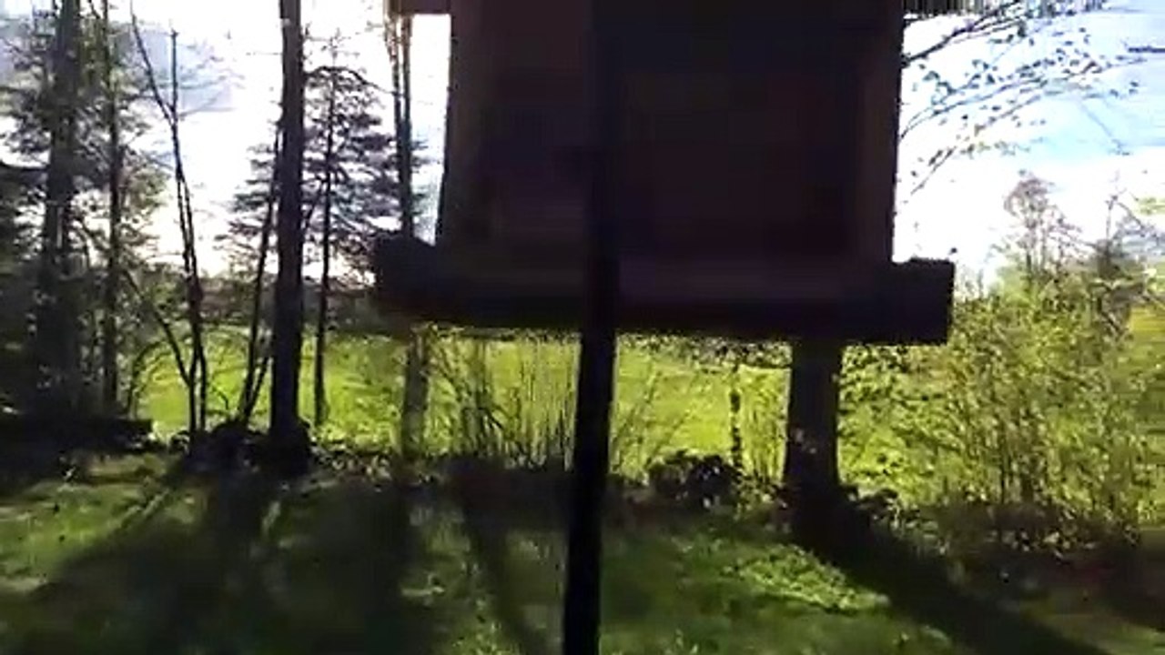 Cet ecureuil mange les graines des oiseaux
