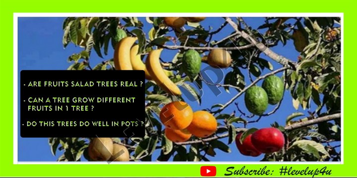 Fruit Salad Tree|Potted Fruit Salad Tree|Different Fruits On The Same Tree|How To Grow| How To Prune