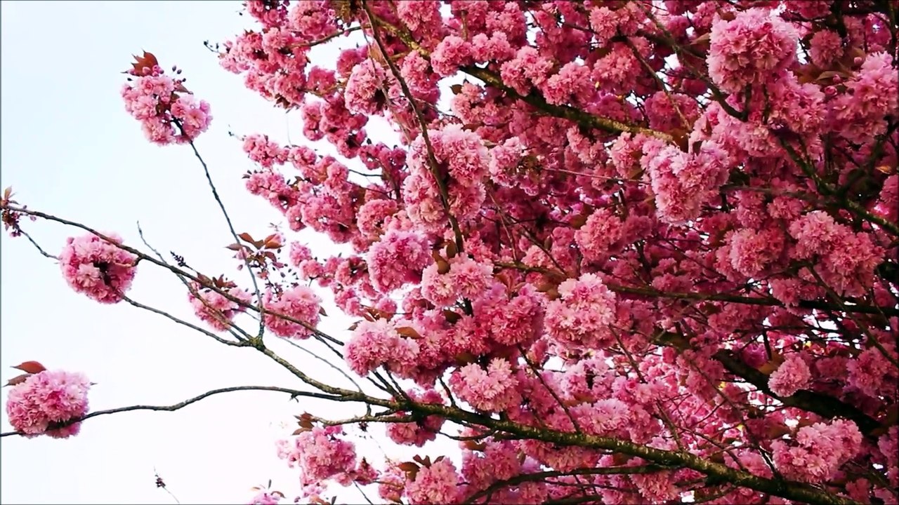 Oração a Nossa Senhora das Graças