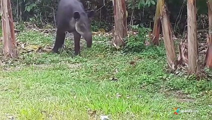 ext-parque-nacional-corcovado-111220