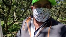 Cultivo de Aguacate  || Capacitación Plagas Reglamentadas del Aguacate || Salomón hernández rex.