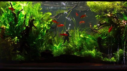 Paula Beer und Nina Hoss sind unter den Nominierten beim Europäischen Filmpreis