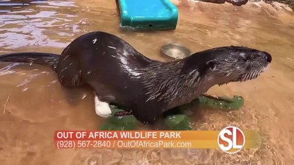 Out of Africa Wildlife Park: Meet Totter the Otter!