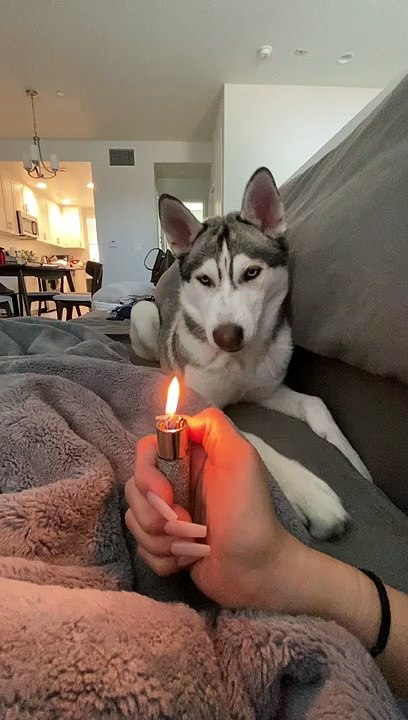 Dramatic Husky Sees a Lighter for the First Time